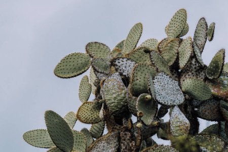Opuntia cactus in the Galapagos Islands, Ecuador
