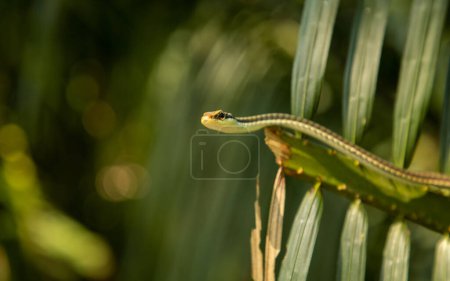 Photo for High quality photo of Painted bronzeback. - Royalty Free Image