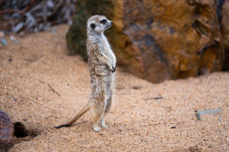 Foto de Vida silvestre en Dubbos Zoo NSW Australia - Imagen libre de derechos