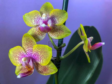 Yellow Phalaenopsis orchid blooms on a purple background.