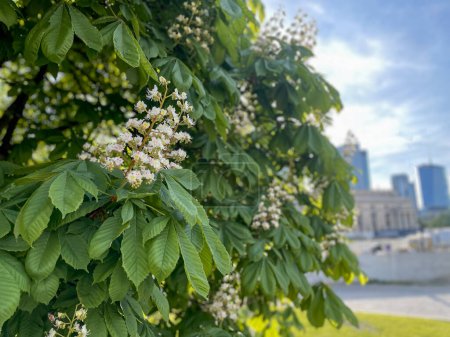 Chestnut tree blossom. White flower and green leaves. Large spring inflorescence.