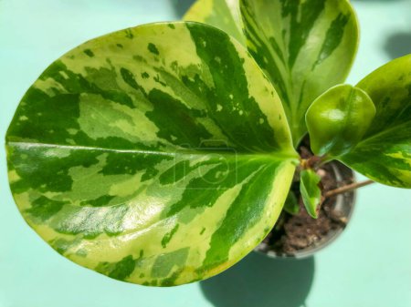 Green-yellow peperomia with variegated leaves, top view. Close-up. House plants.