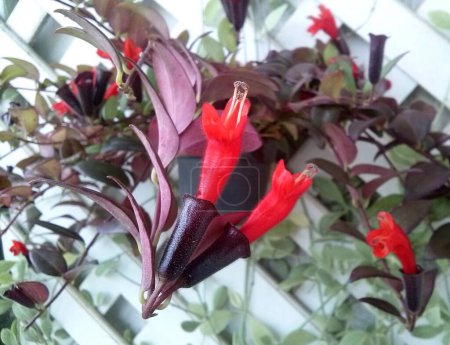 Red lipstick flower in garden