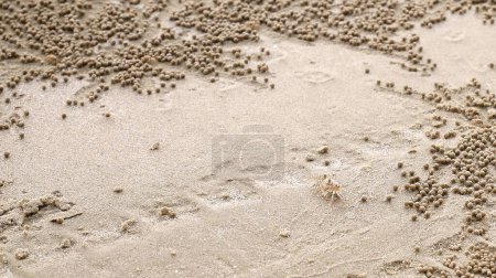 Eine Sandblasenkrebse am Ufer, die mit winzigen Sandkugeln bedeckt ist