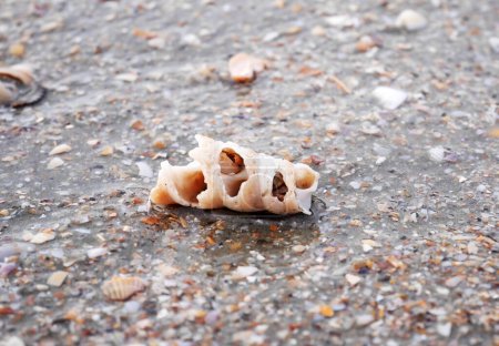 Photo for Shell on the beach with tiny shells - Royalty Free Image