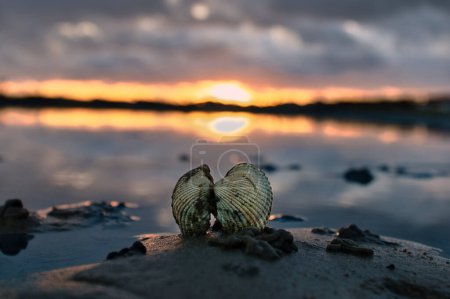 Sunset with shells on Terschelling