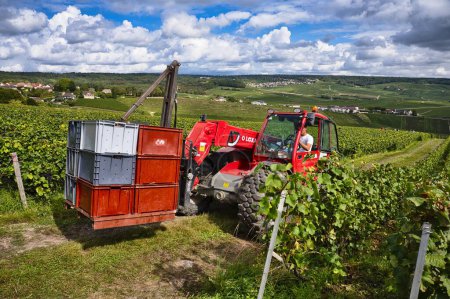 Tractor con cajas de uvas recogidas a mano durante la vendimia en la región de Champagne en el camino a la estación de prensado