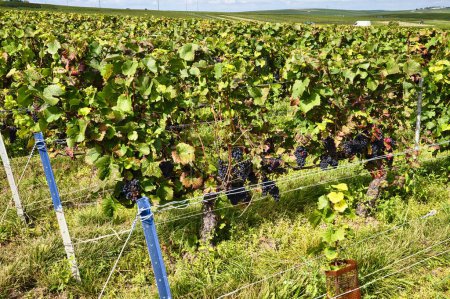 Pinot Noir uvas durante la temporada de cosecha en la región de Champagne la captura de la última luz del sol para madurar aún más