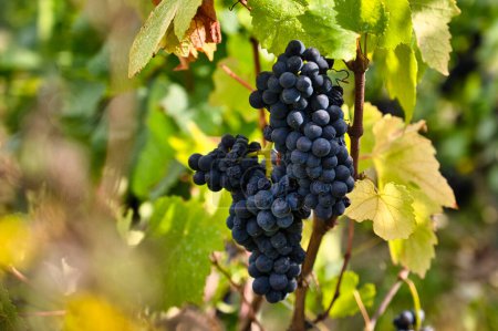 racimos de uvas Pinot Meunier durante la temporada de cosecha en la región de Champagne en la última luz del sol para madurar aún más y desarrollar su sabor único
