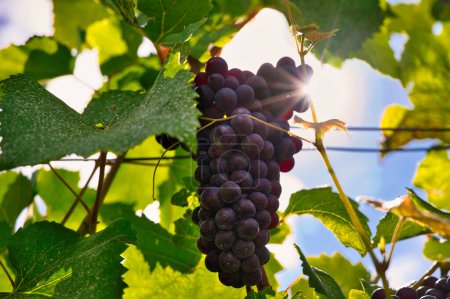 Beaux rayons de soleil le long d'une grappe de raisins Pinot Meunier en Champagne en automne lors de la récolte
