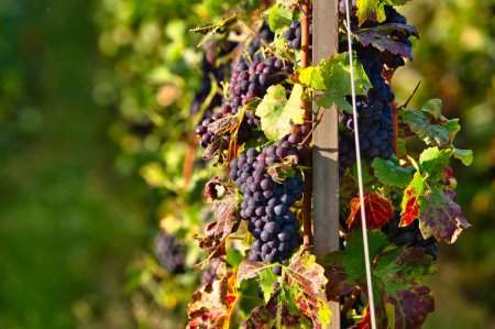 racimos de uvas Pinot Noir durante la temporada de cosecha en la región de Champán la captura de la última luz del sol para madurar aún más
