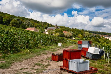 Cajones de uvas recogidas a mano durante la vendimia en la región de Champagne listos para su transporte a la estación de prensado.