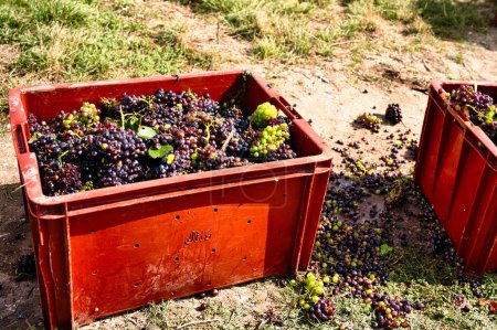 Cajones de uvas recogidas a mano durante la vendimia en la región de Champagne listos para su transporte a la estación de prensado