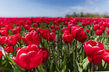 Un champ de tulipes rouges avec une seule tulipe brillante au milieu. Le champ est plein de fleurs et le ciel est bleu clair