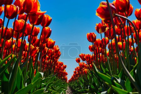 Un champ vibrant de tulipes rouges et jaunes sous un ciel bleu clair, formant un sentier pittoresque. La vue à faible angle met en évidence les couleurs magnifiques et la hauteur des fleurs en pleine floraison