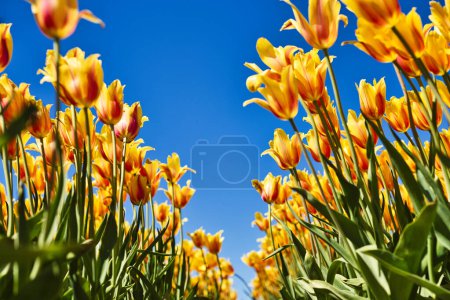 Un superbe plan à faible angle de tulipes jaunes et rouges vibrantes atteignant un ciel bleu clair, mettant en valeur la beauté et la couleur des fleurs de printemps en pleine floraison