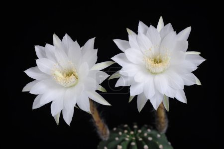 Photo for Echinopsis subdenudata cactus flower (Easter lily cactus) can take up to four years to produce flowers if planted from seed. The flowers are so large that they sometimes dwarf the plant. - Royalty Free Image
