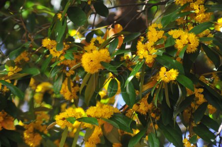 Yellow star flowers or Schoutenia glomerata King subsp.peregrina (Craib) Roekm.