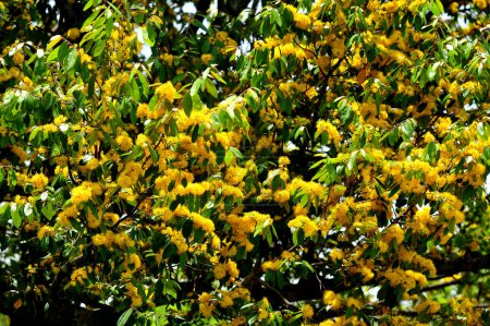 Fleurs d'étoiles jaunes ou Schoutenia glomerata King subsp.peregrina (Craib) Roekm
.