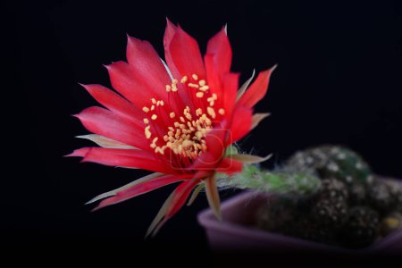 Blooming red flower of Lobivia cactus on black background with copy space for text