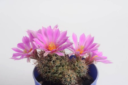 Blooming pink flower of Mammillaria schumannii cactus on white background with copy space for text