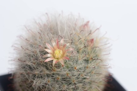 Mammillaria bocasana cv. multilanata is a selected cultivars densely covered by white woolly hairs similar to Mammillaria bocasana cv. It is commonly called the Powder Puff Cactus