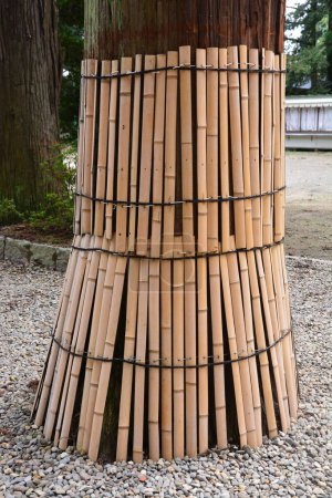 Téléchargez les photos : Bambou pour le design intérieur ou extérieur. - en image libre de droit