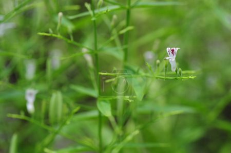 Blume von Andrographis paniculata, allgemein bekannt als Kreat oder grüne Chiretta, Acanthaceae, Inaktivierung von Krankheitserregern auf Coronaviren ist sehr wichtig, beachten Sie ausgewählten Fokus