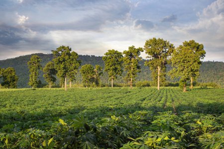 Landwirtschaft in den Provinzen in der Nähe der Berge