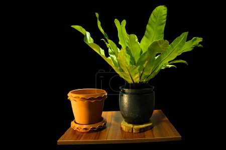 about the Bird's nest fern and also put Asplenium nidus. this is the picture proposed white background