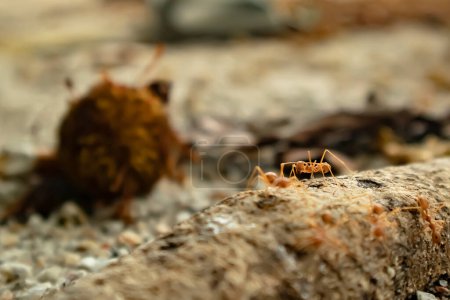 über die orangefarbenen Ameisen stehen und in die Kamera schauen