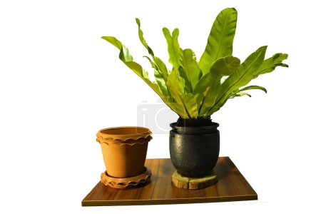 about the Bird's nest fern and also put Asplenium nidus. This is the picture proposed white background.