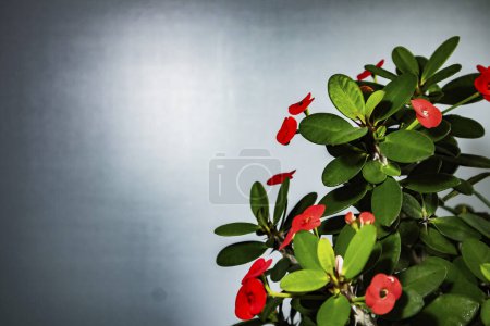 Poi Sian tree with red flowers, tinged leaves and blue background.