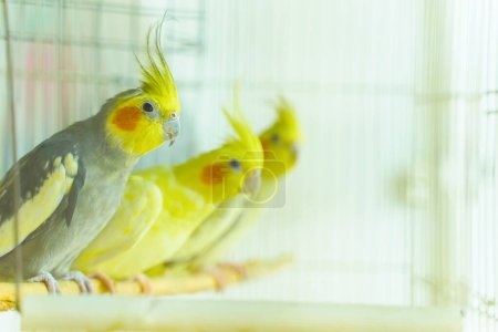 Groupe de corrals de perroquet assis et balancer dans une cage
