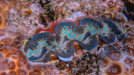 Giant clams, once abundant in indonesian waters, are now facing scarcity due to overexploitation and habitat destruction