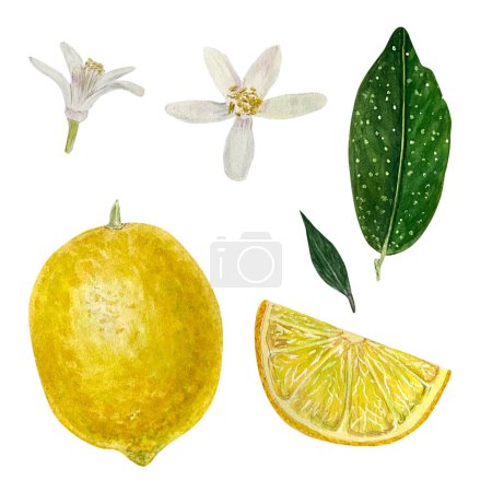 Téléchargez les photos : Set of watercolor lemon with leaves, yellow lemons, slice and flowers.Wwatercolor elements for your design. Isolated . - en image libre de droit