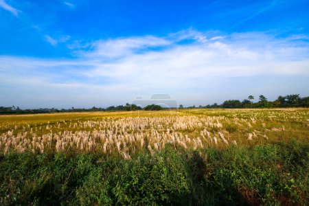 Harvested rice fields, Serdang Bedagai.