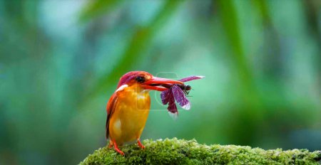 Rufous Backed Dwarf Kingfisher Ceyx Rufidorsa. Beautiful yellow red colorful picture of a Kingfisher bird with a prey, dragonfly, in its mouth, eathing.