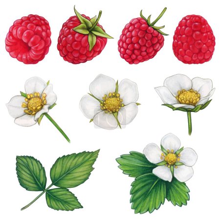 Illustration for Watercolor hand drawn raspberry collection with flowers - Royalty Free Image