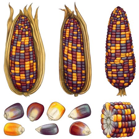 Illustration for Watercolor han drawn dried corn cobs and seeds - Royalty Free Image