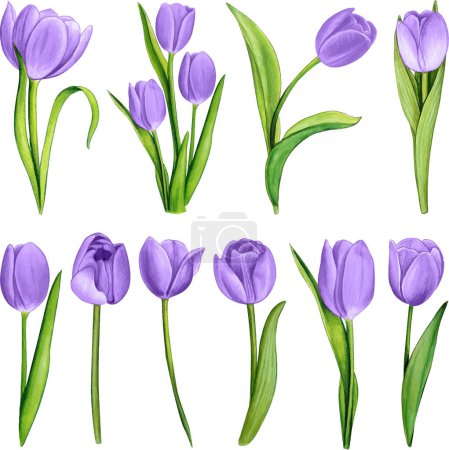 Illustration for Watercolor hand drawn colorful tulip - Royalty Free Image