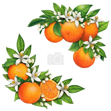 watercolor hand drawn realistic oranges and orange flowers