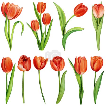 Illustration for Watercolor hand drawn colorful tulip - Royalty Free Image