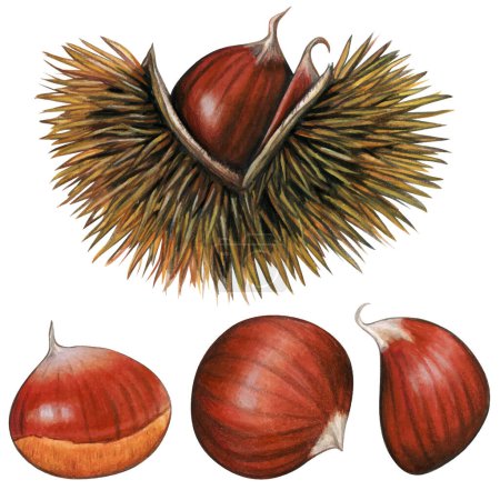 Watercolor hand drawn realistic chestnuts
