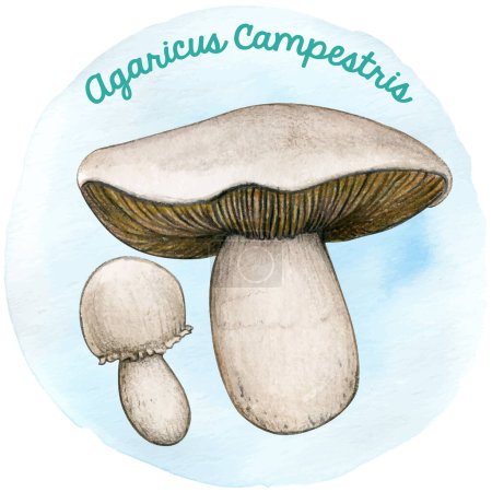 Watercolor hand drawn agaricus mushroom