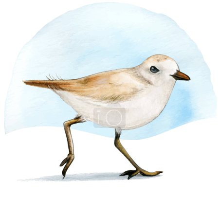 Watercolor plover bird on the sand