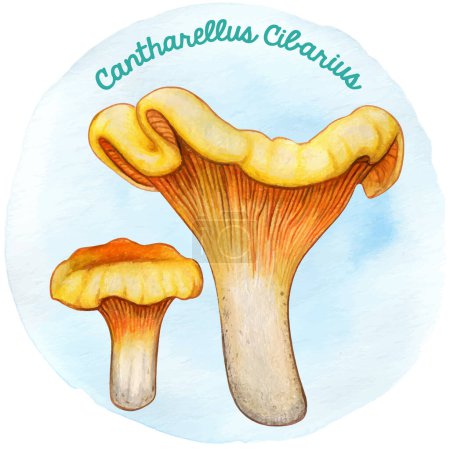 Ilustración de Watercoor hand drawn mushroom Cantharellus Cibarius - Imagen libre de derechos