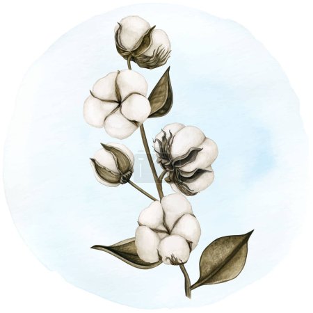Illustration for Watercolor delicate cotton flower branch - Royalty Free Image