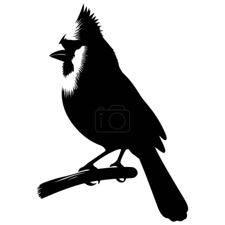 Cardinal Bird noir Vecteur Silhouette isolé sur fond blanc
