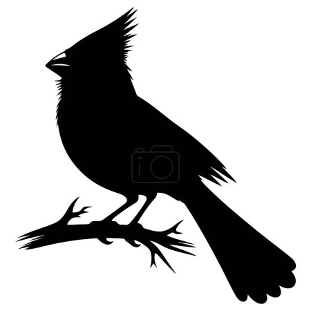 Cardinal Bird noir Vecteur Silhouette isolé sur fond blanc